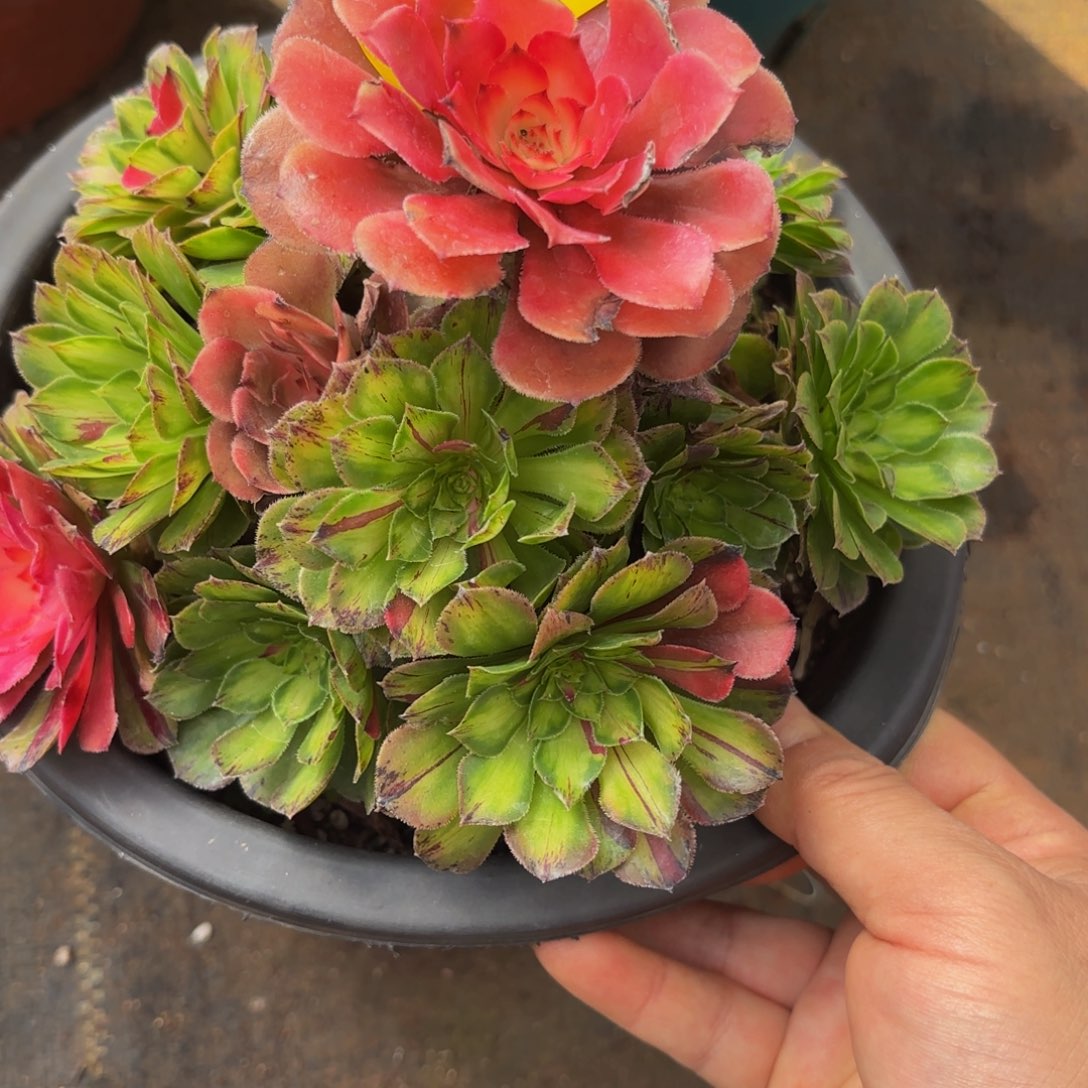 哈哈多肉葡萄444花