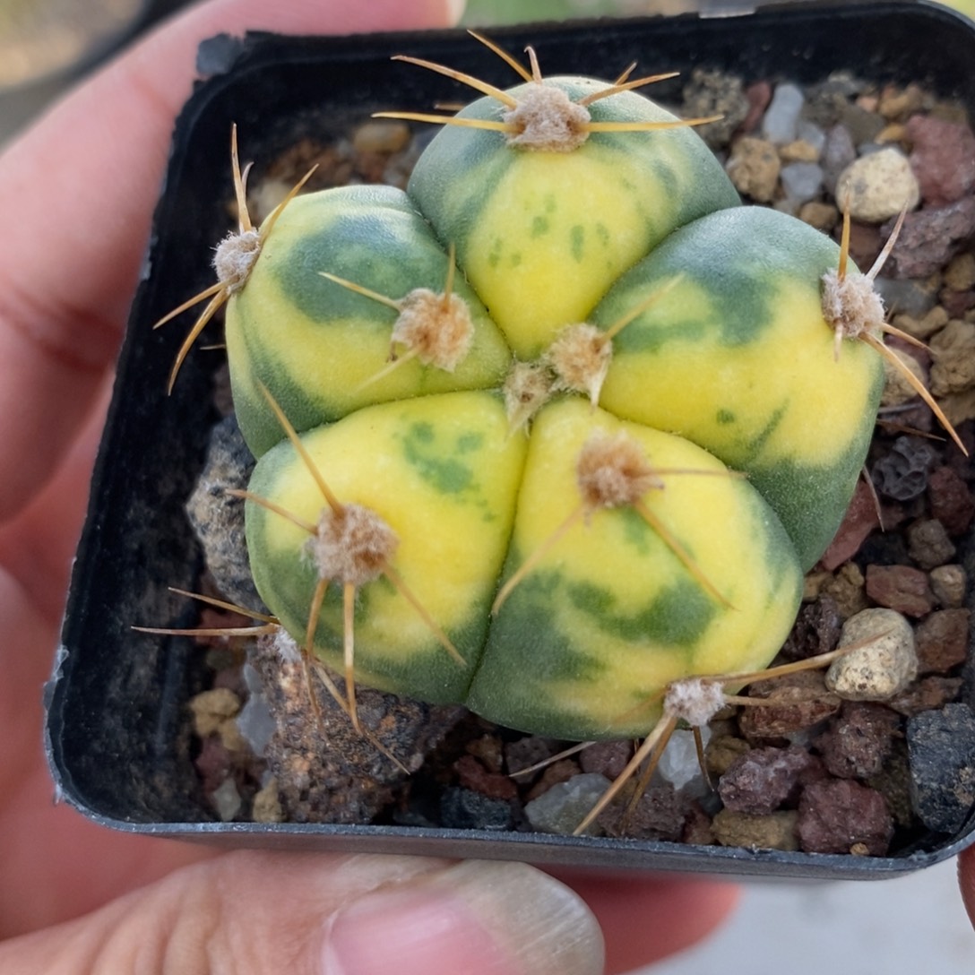 圣王丸锦仙人球  