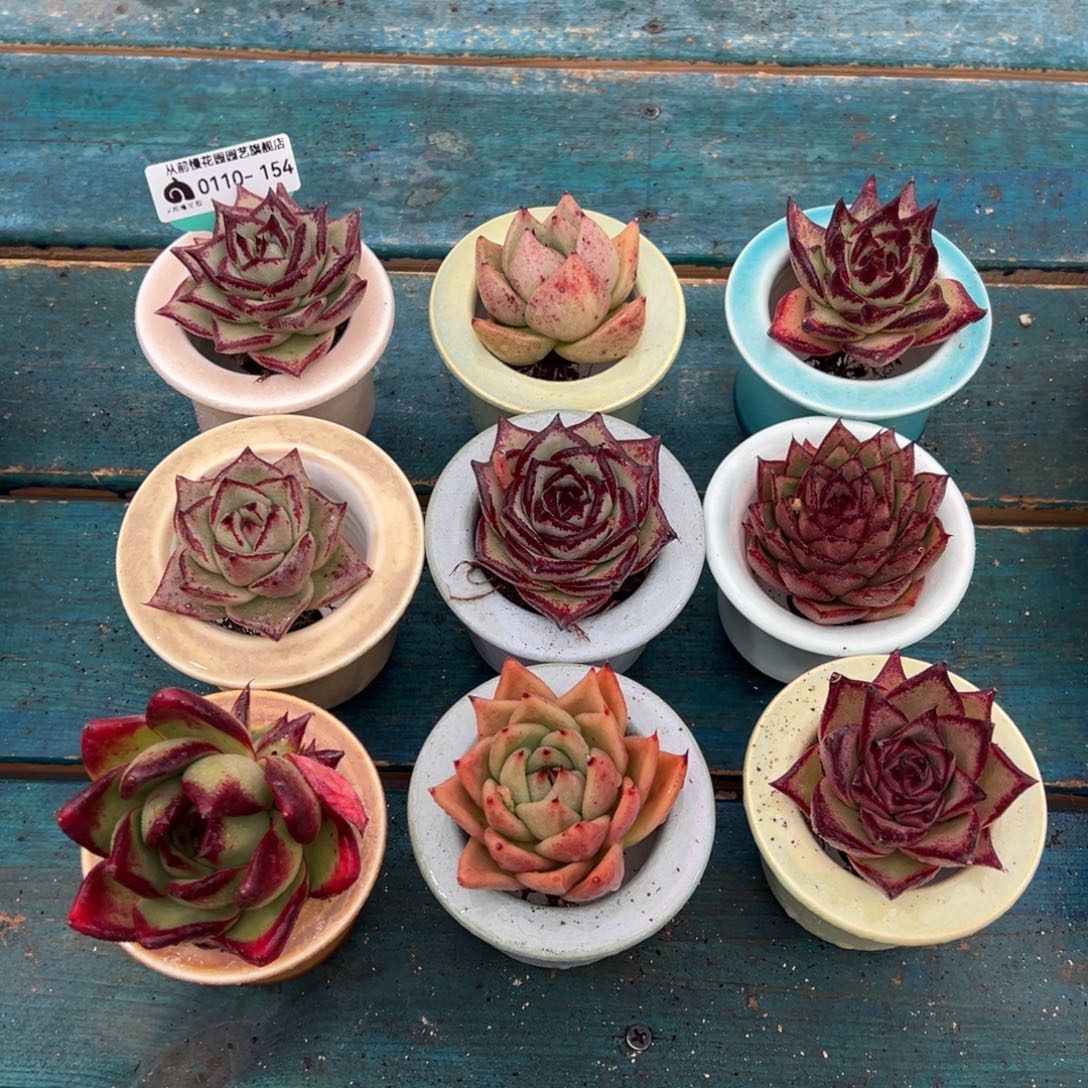 从前慢多肉精选编号0110.154