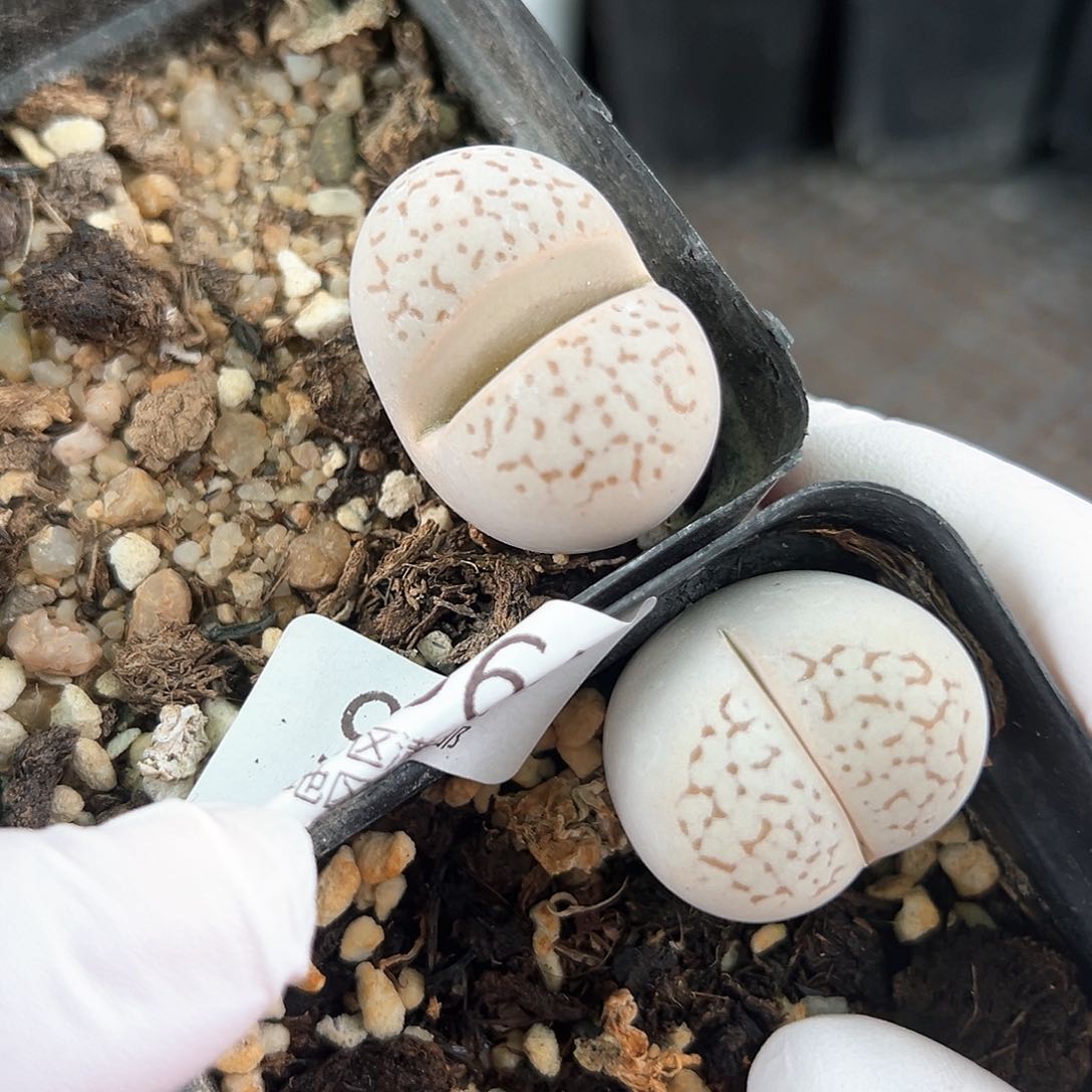 好养易活生石花大母本9056