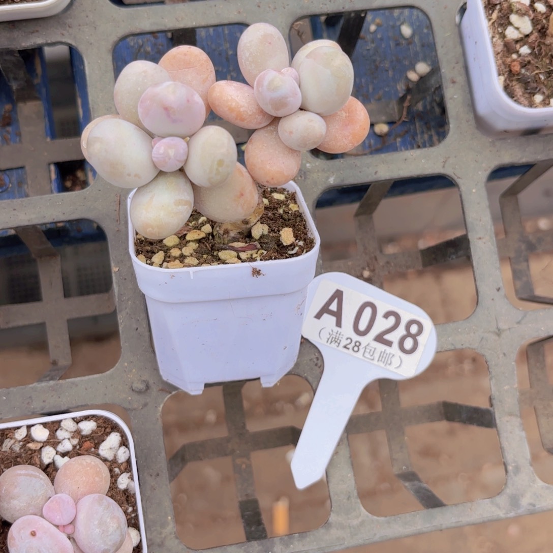 A028水光针奶酪一物一拍