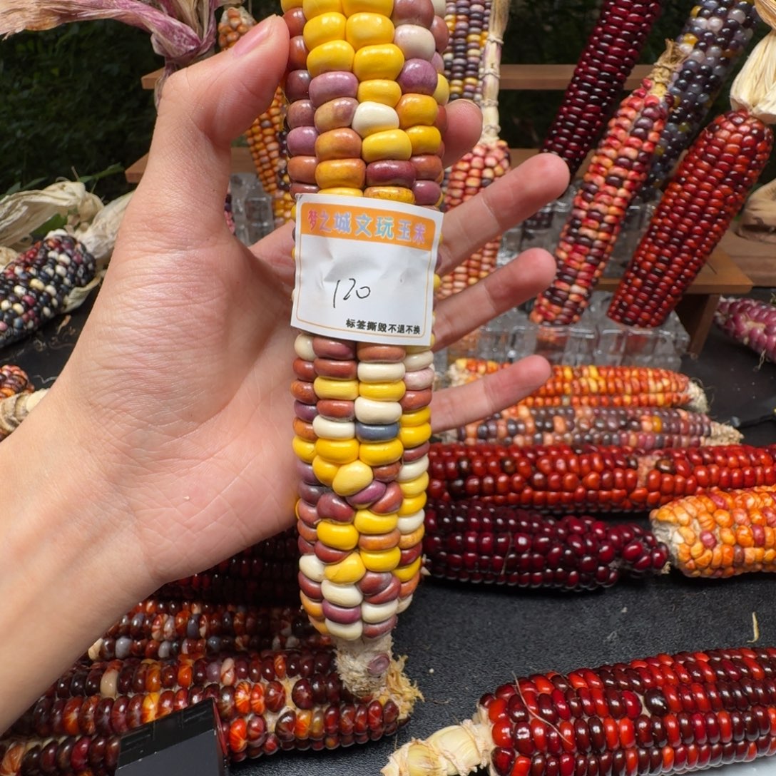 小***猫大叶紫檀（黑酸枝木类）