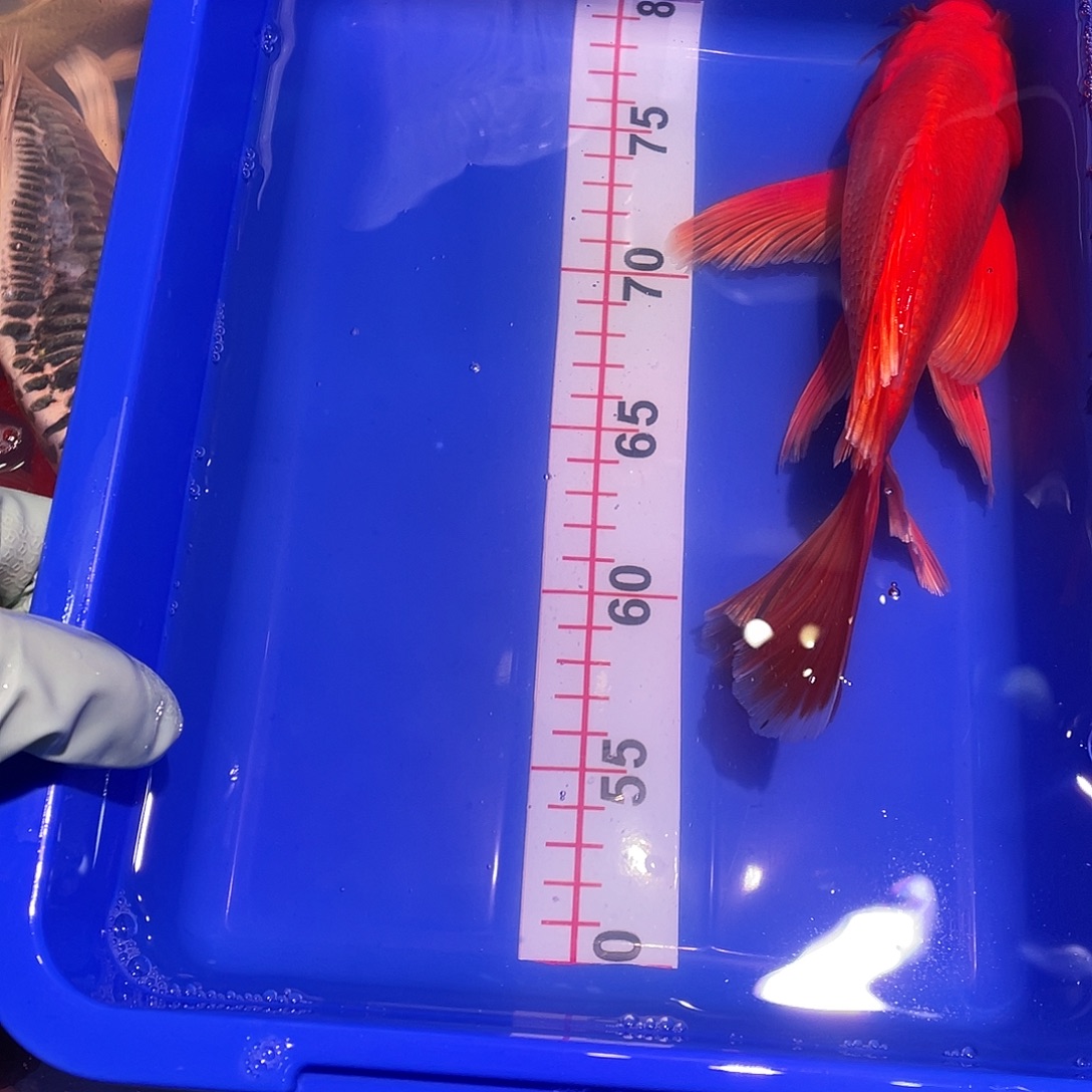 海水鱼观赏鱼精品