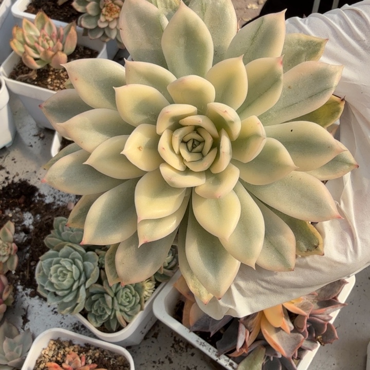 月亮仙子锦多肉植物