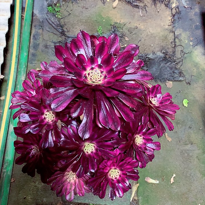 美姬的，多肉植物