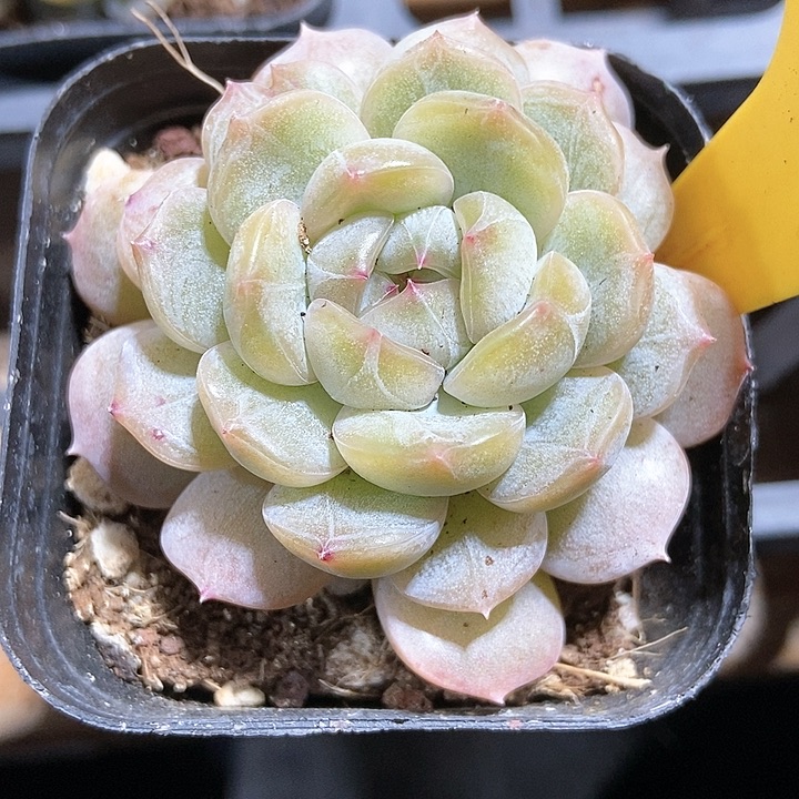 多肉植物白恋1615