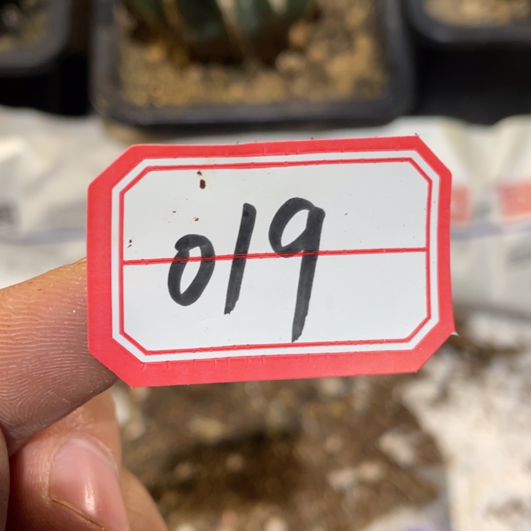 无花朵仙人球开花019 仙人球