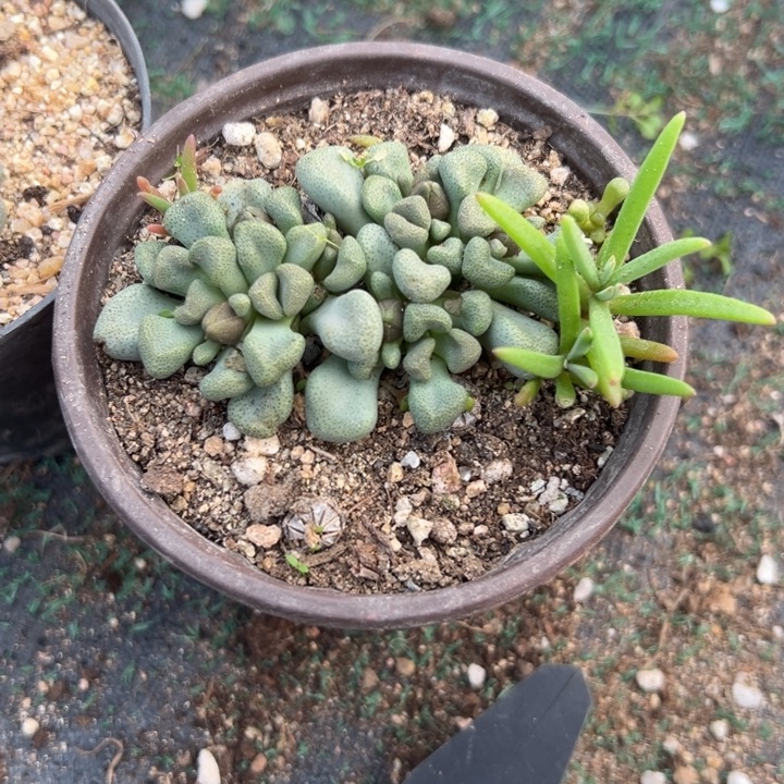 唐扇块根，一物一拍，