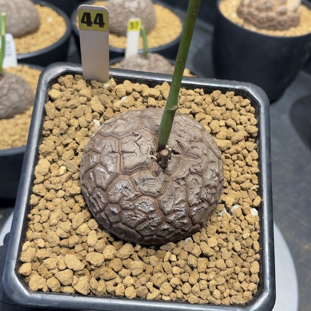 44号龟甲龙6.5公分