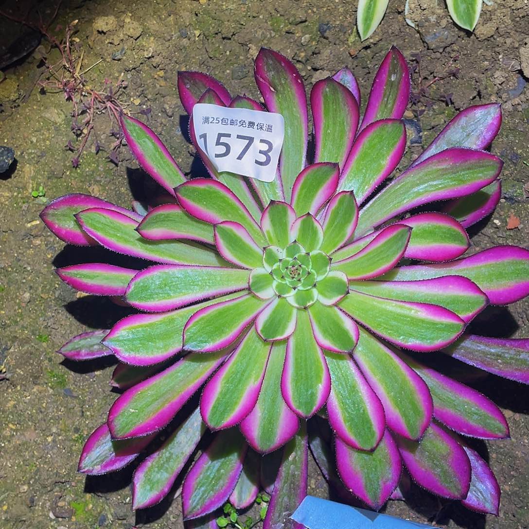 1573粉铜多肉植物