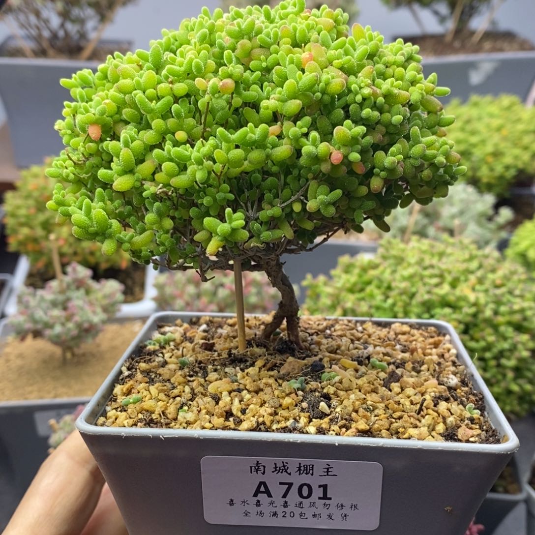 701蜜橘糖球枝干番杏