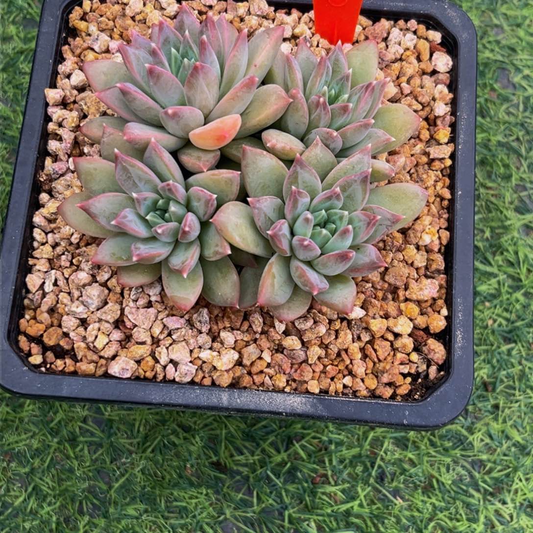 2541下午多肉植物群生