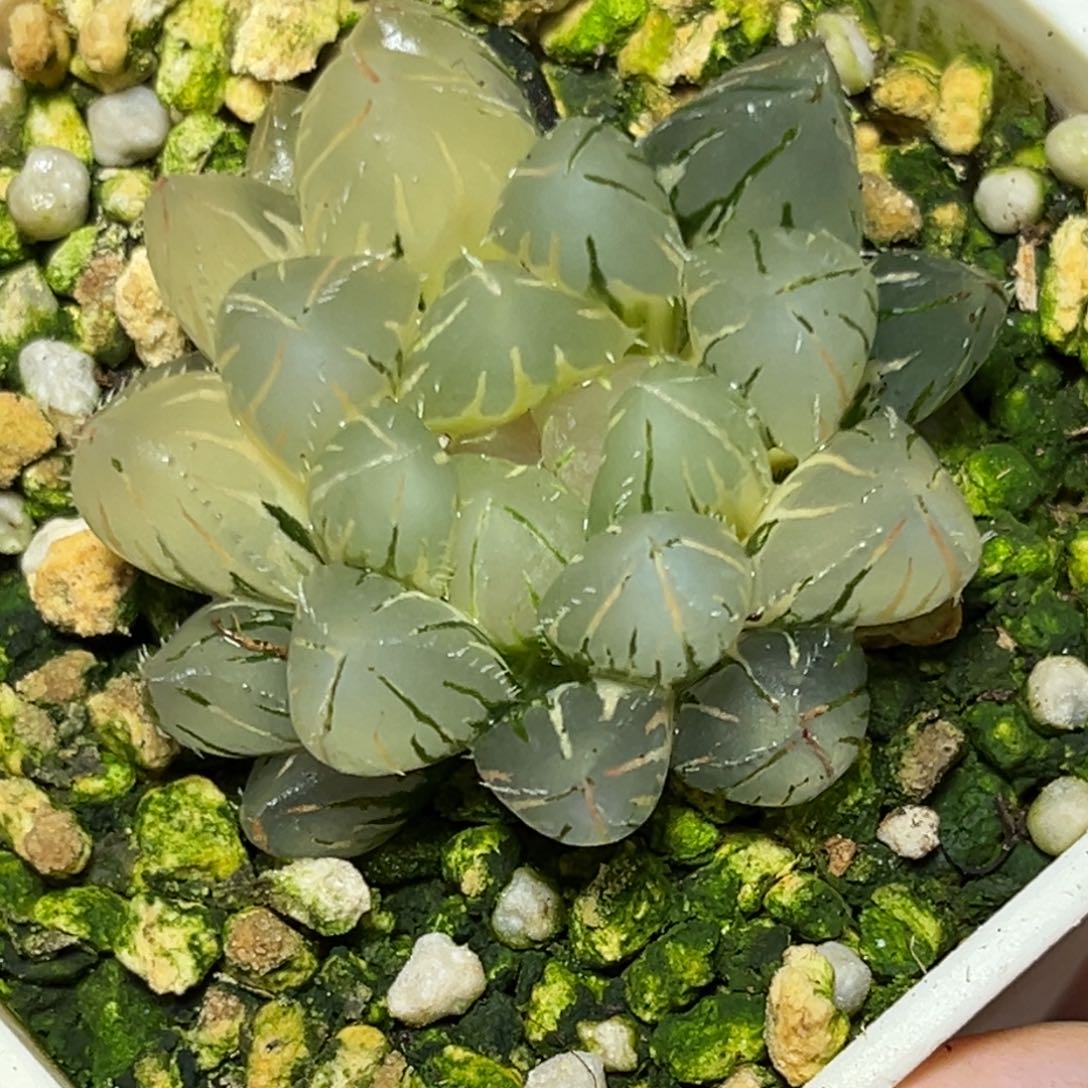 恭喜发财大吉大利847