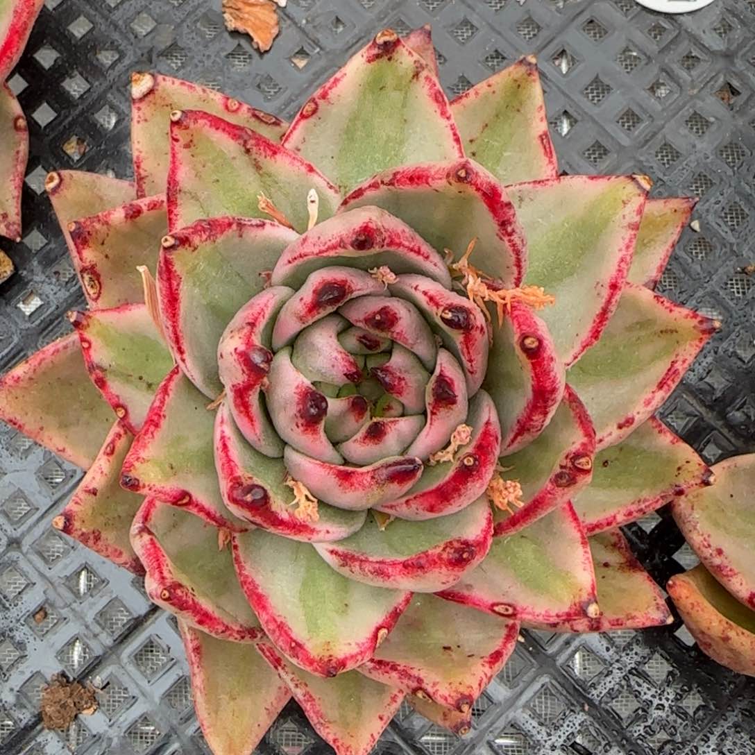 从前慢花园精选多肉小动作锦