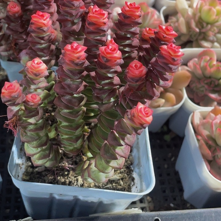 10方大红钱串带盆土发