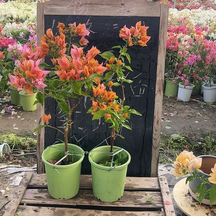 完全开放三角梅粉色火焰