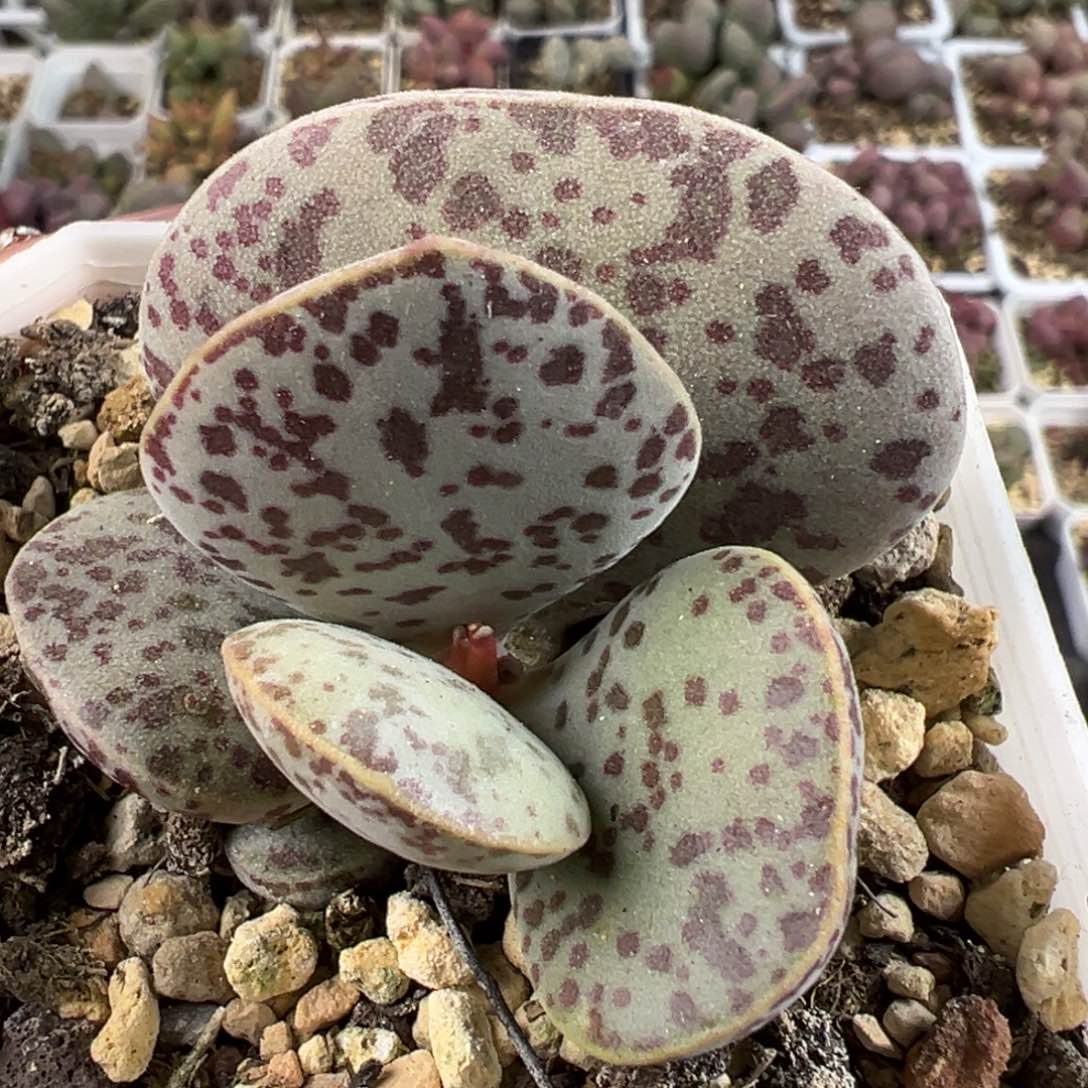 特价花蛋斑点款多肉植物水泡