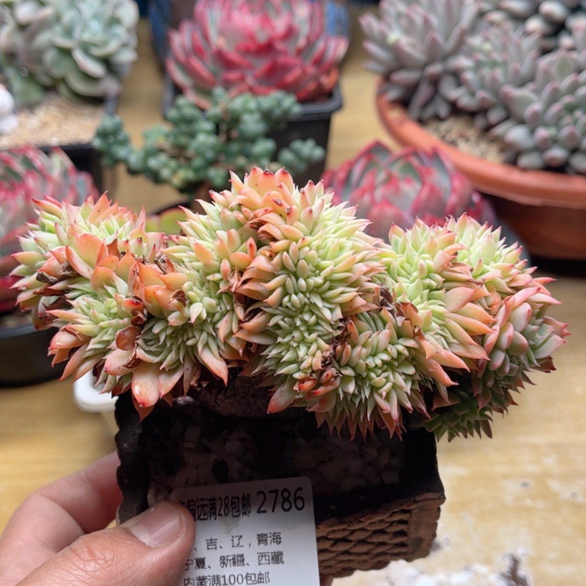 【闪购商品】2786三色堇缀