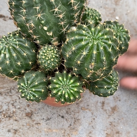 多头丽花仙人球，wtuooo