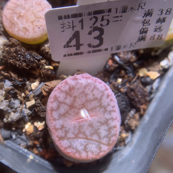 精品生石花125.43