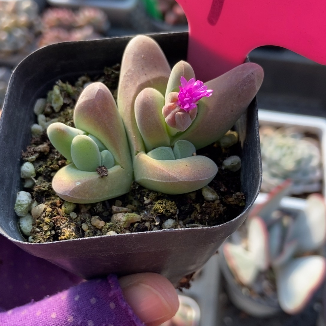 4肉锥多肉植物多肉