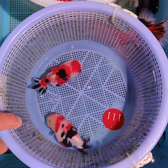 金鱼111兰寿两只特价顺丰包邮