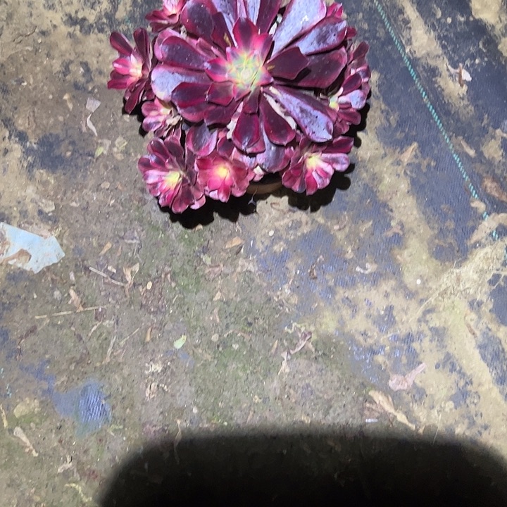 不包侧枝一物一拍81