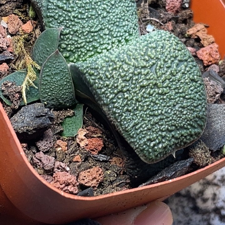 阿***狼客户专拍一物一拍