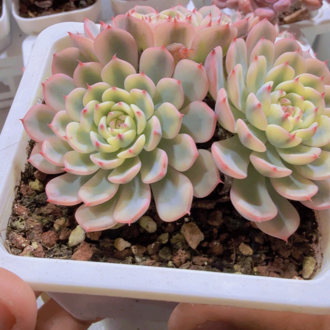 姬莲锦十方盆超美一盆