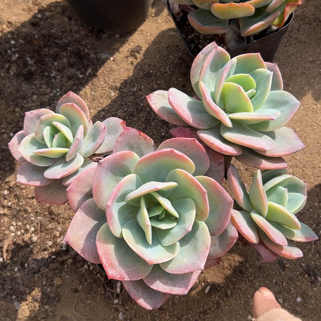 多肉植物白凤群生