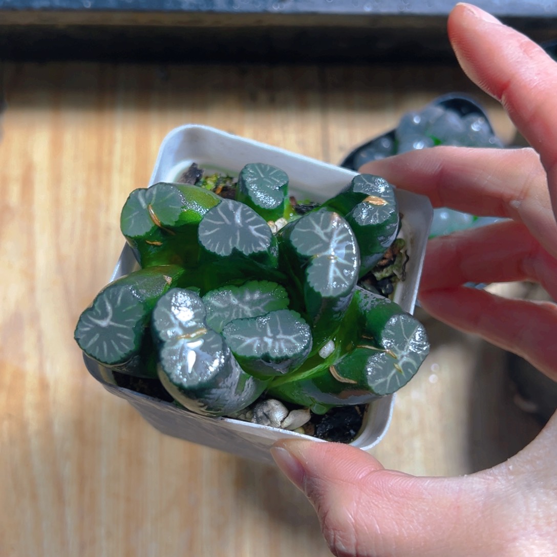 丽人万象多肉多肉1