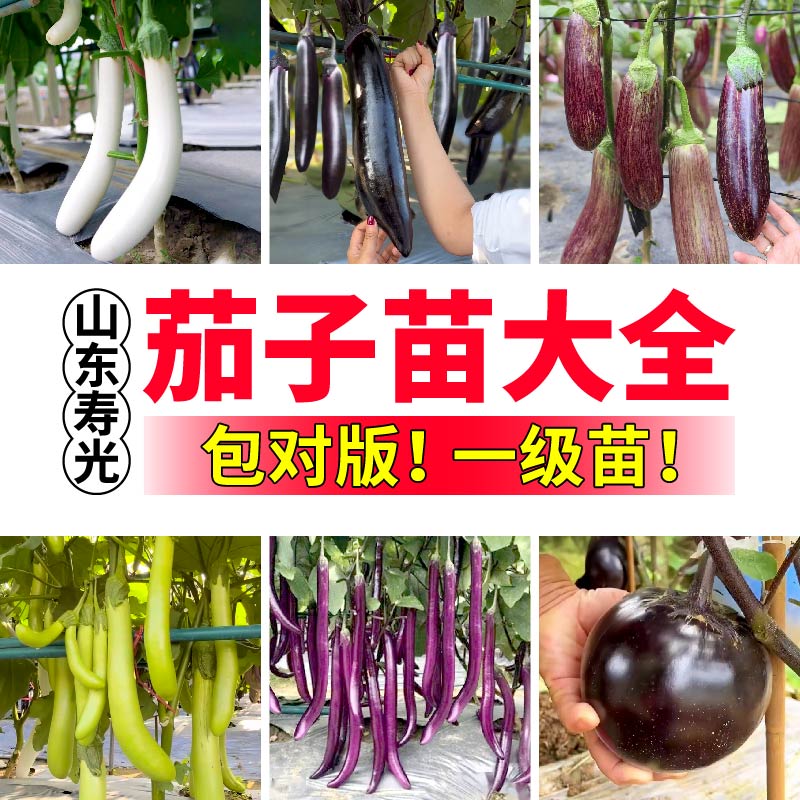 寿光茄子苗秧大全高产四季竹丝茄黑亮长茄杭茄嫁接茄子庭院盆栽