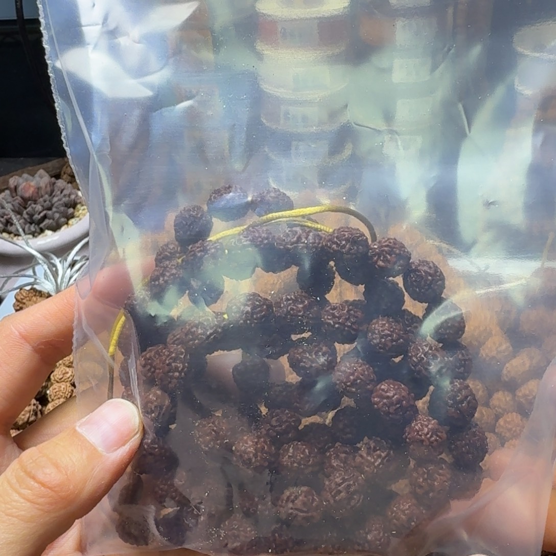 飘***云金刚菩提吊坠高桩5瓣盘龙1条