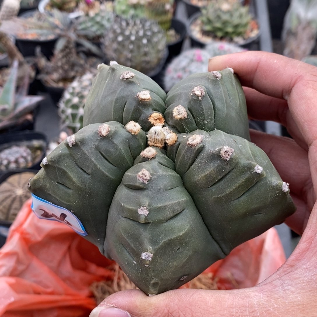 植播园艺206归甲鸾凤玉