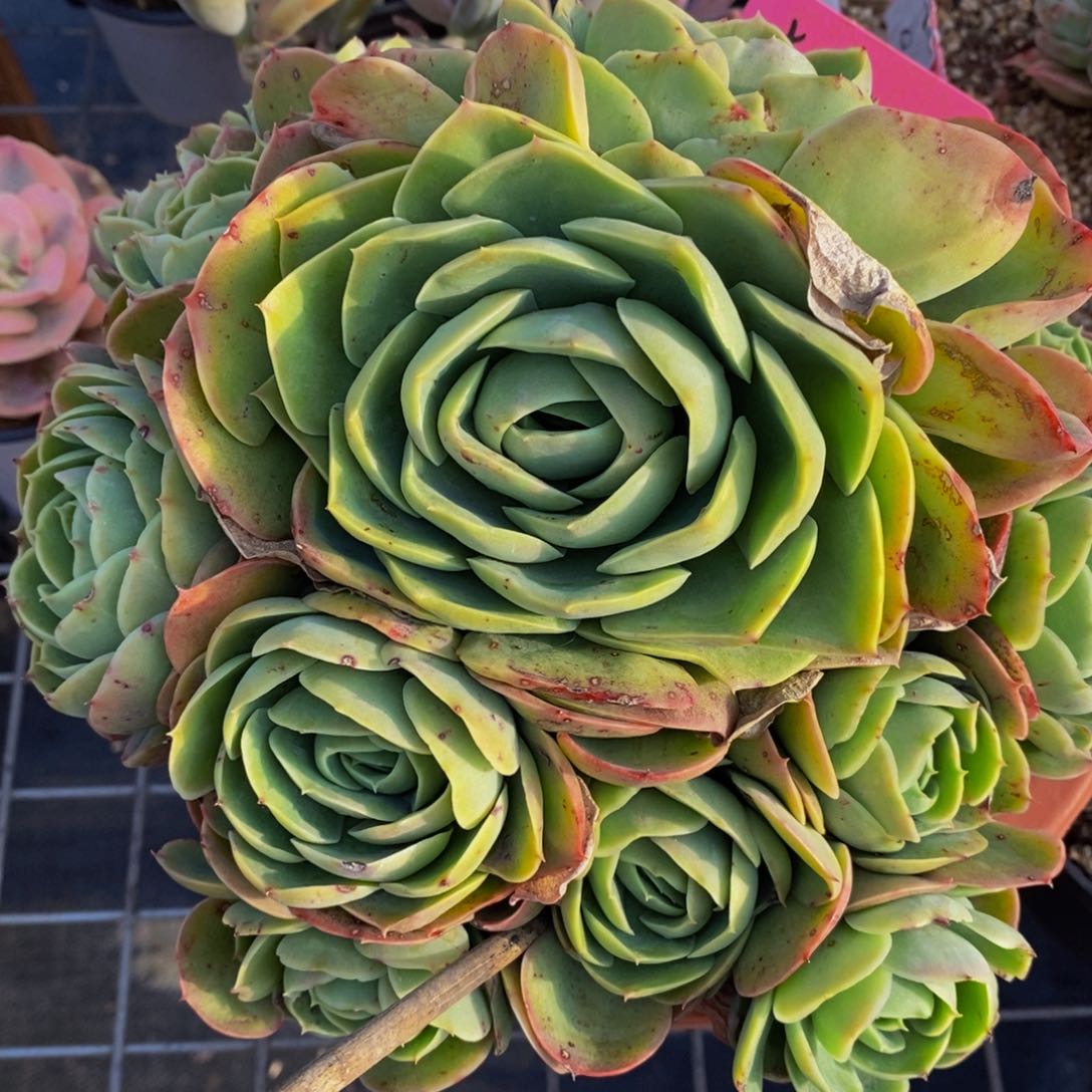 鸡蛋碧桃多头大盆群多肉