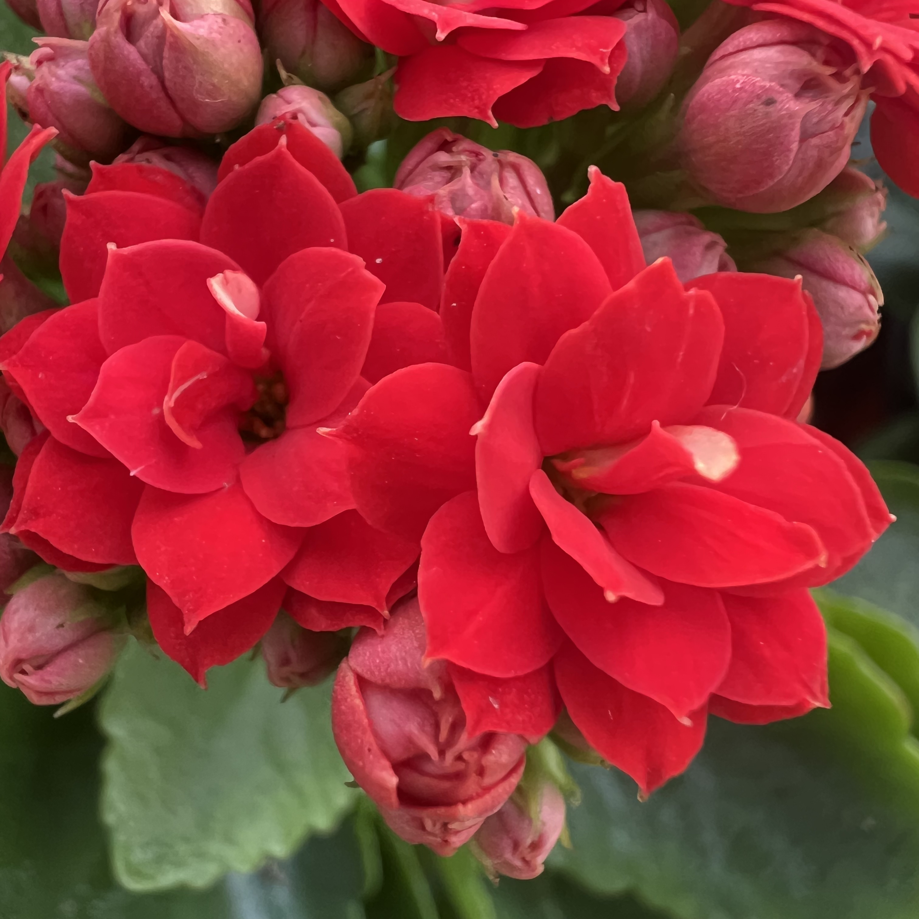 【红豆】130盆 拍够两单发货