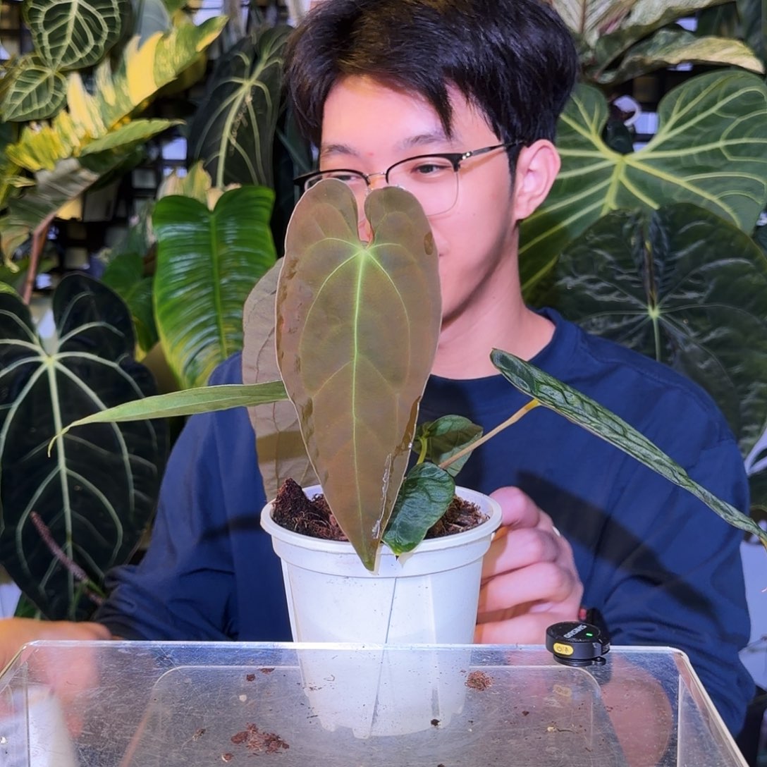 完全开放V170 暗黑巴拿马