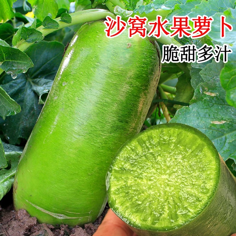 沙窝水果萝卜种子沙窝萝卜种籽冰糖心青萝卜四季种植蔬菜大全种孑