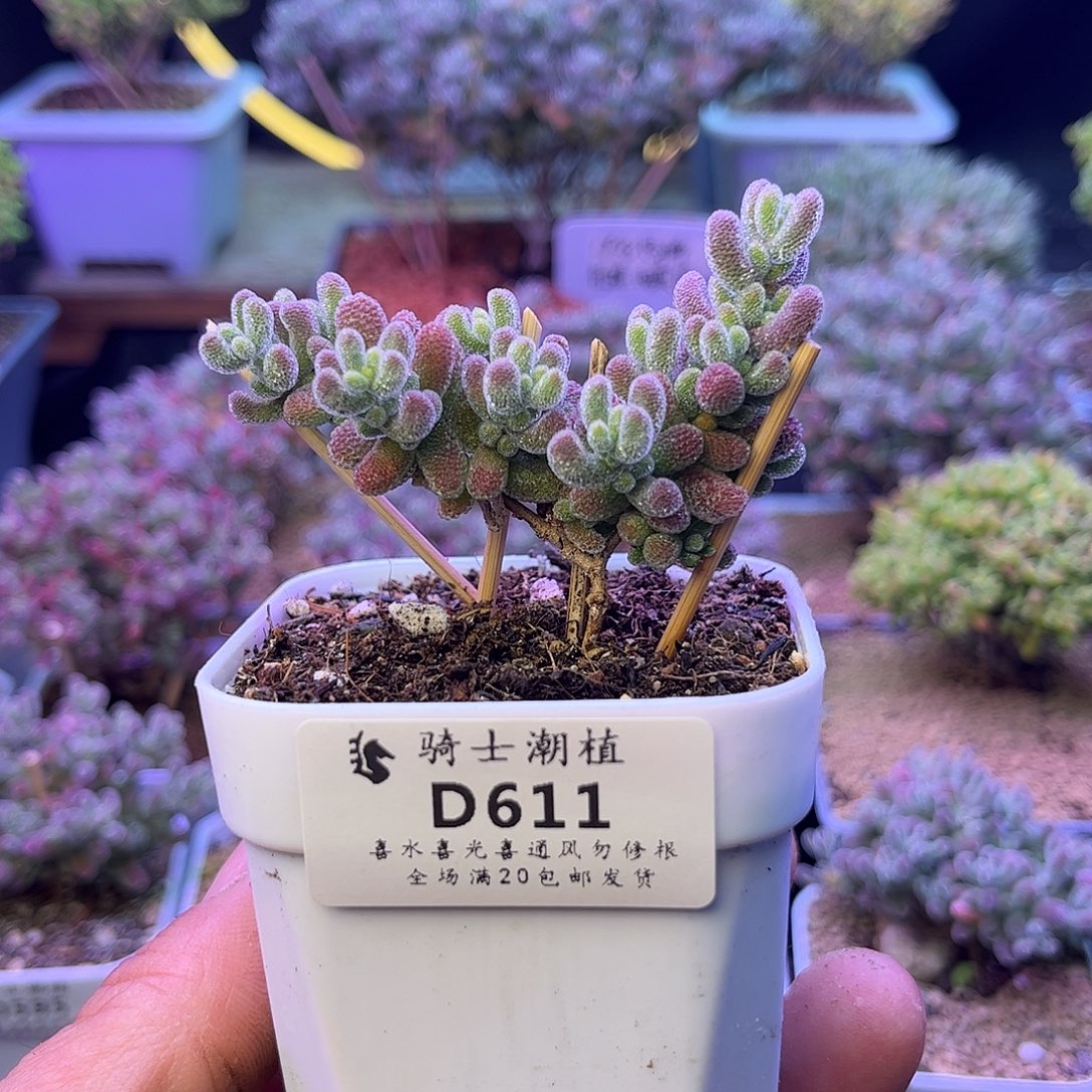 611优选冰晶枝干番杏