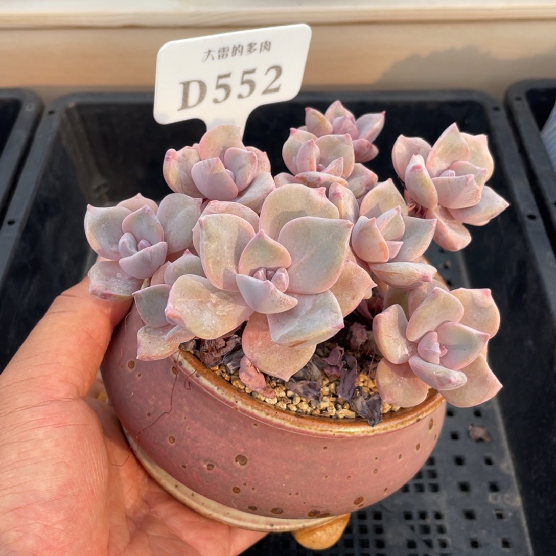 552彩虹糖不带盆14厘米