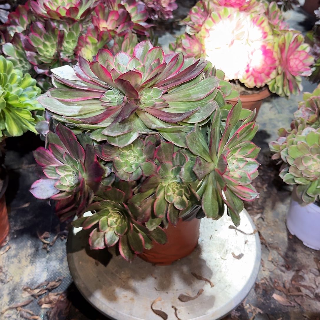 多肉植物莲花座235