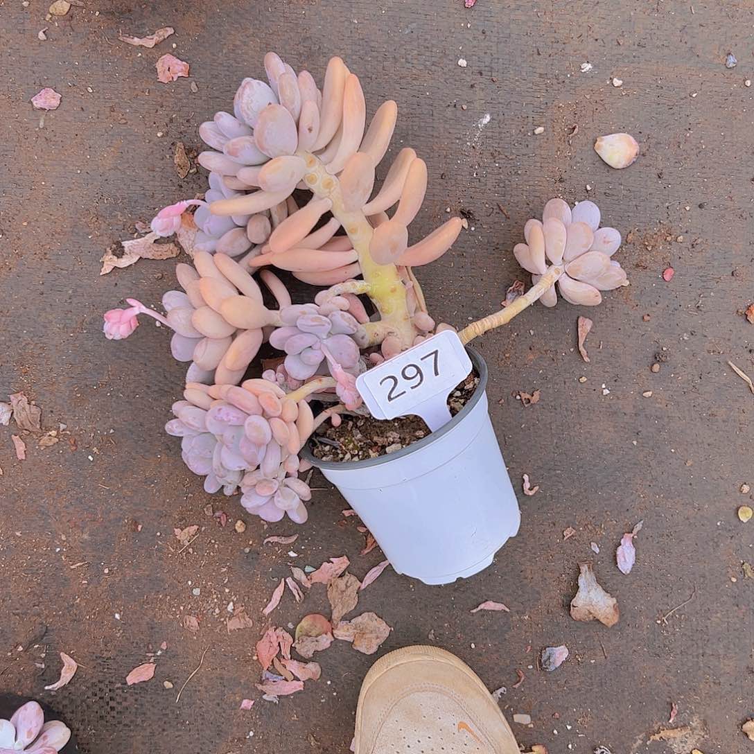 用****权297橙雪球15不售后