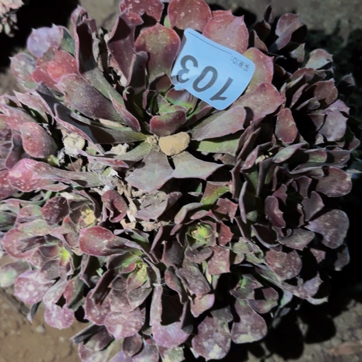 103香妃多肉植物不售后