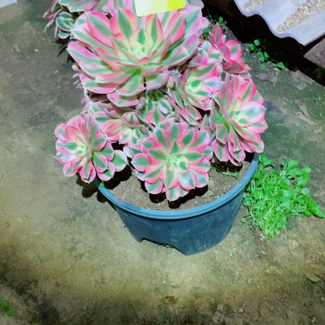 粉女巫多肉植物2147