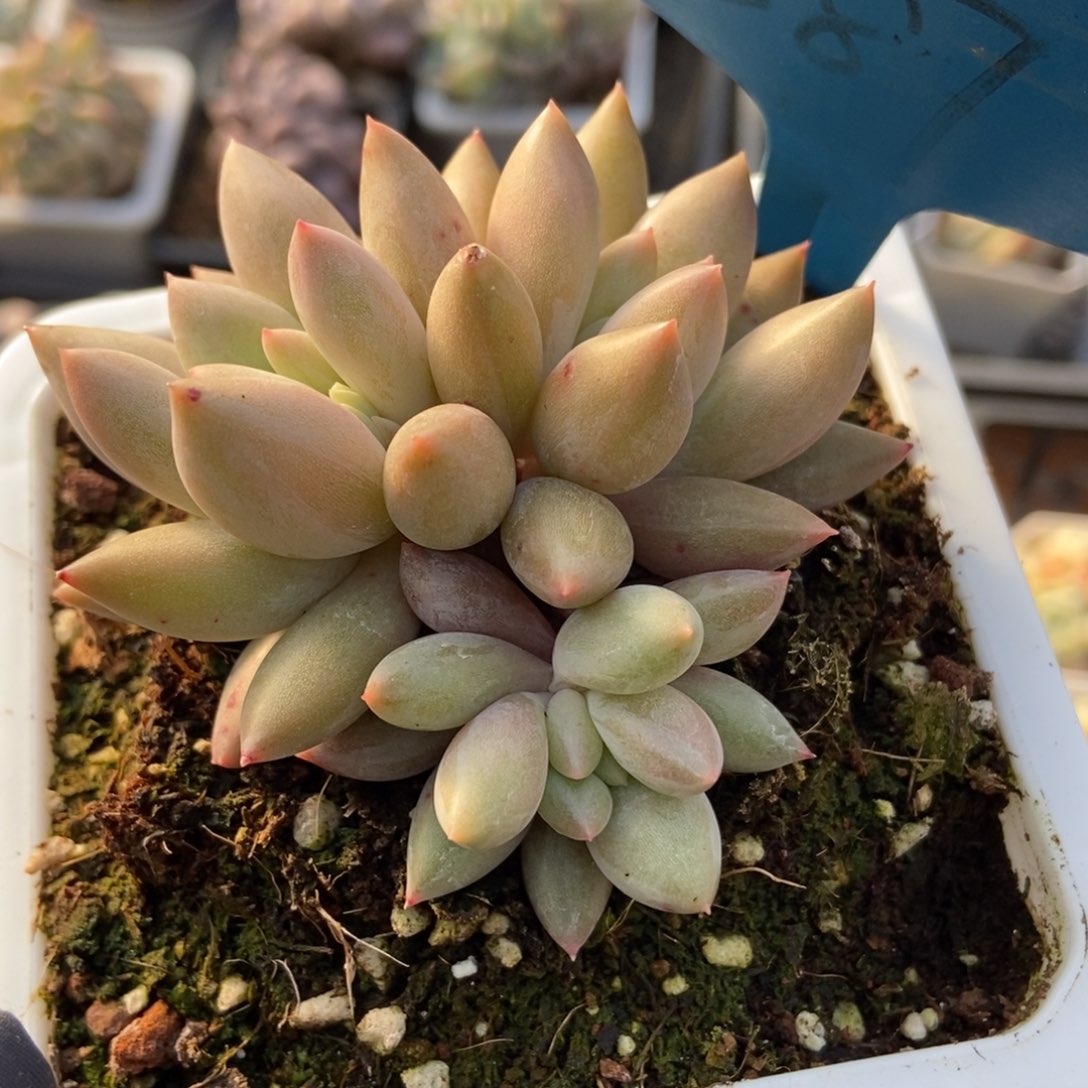 587车厘子多肉植物保护