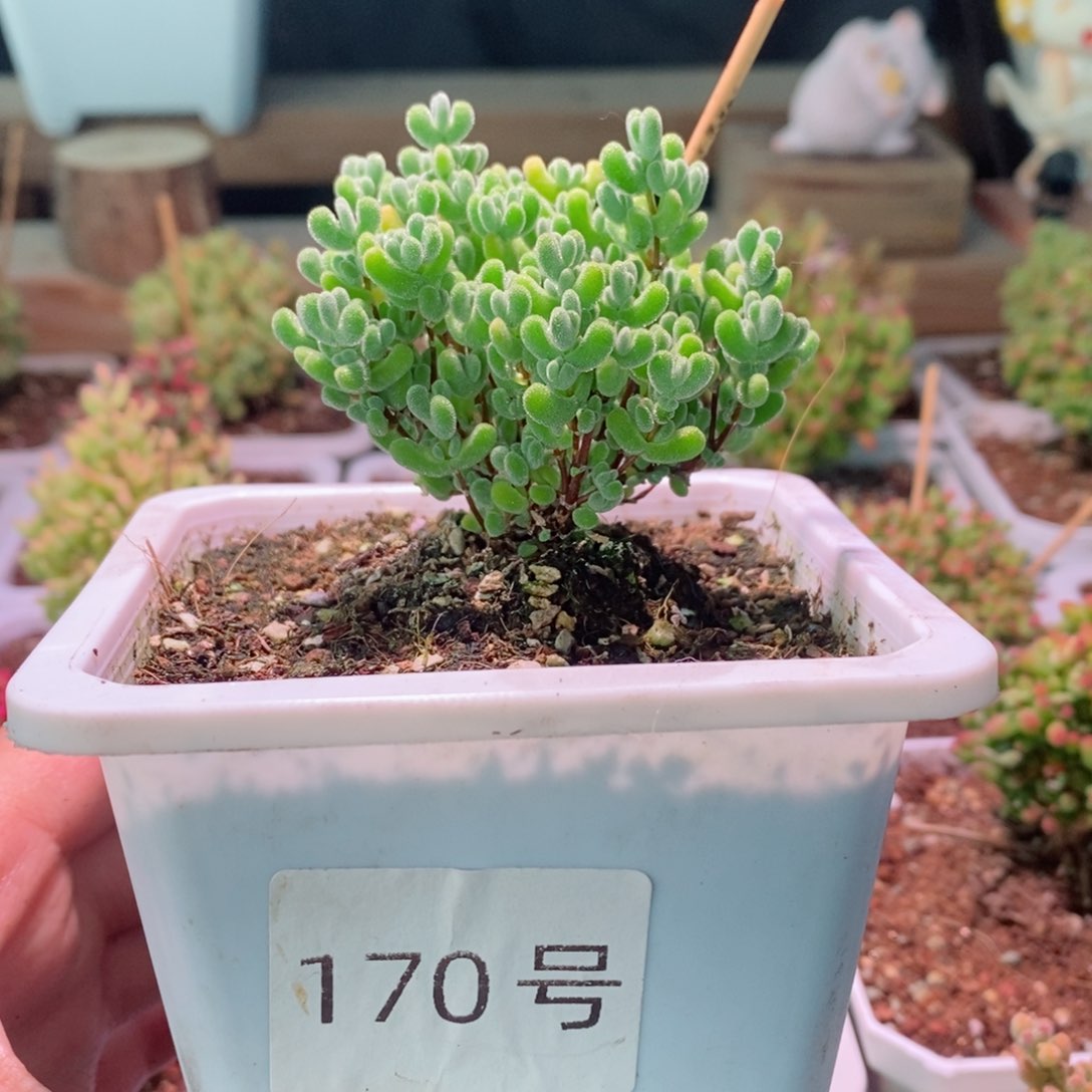 莱斯带盆土发货一物一拍