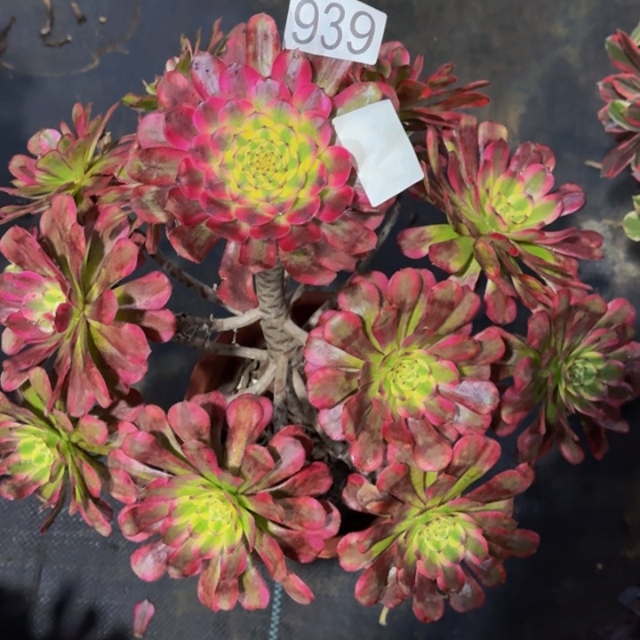 00000000000939维纳斯