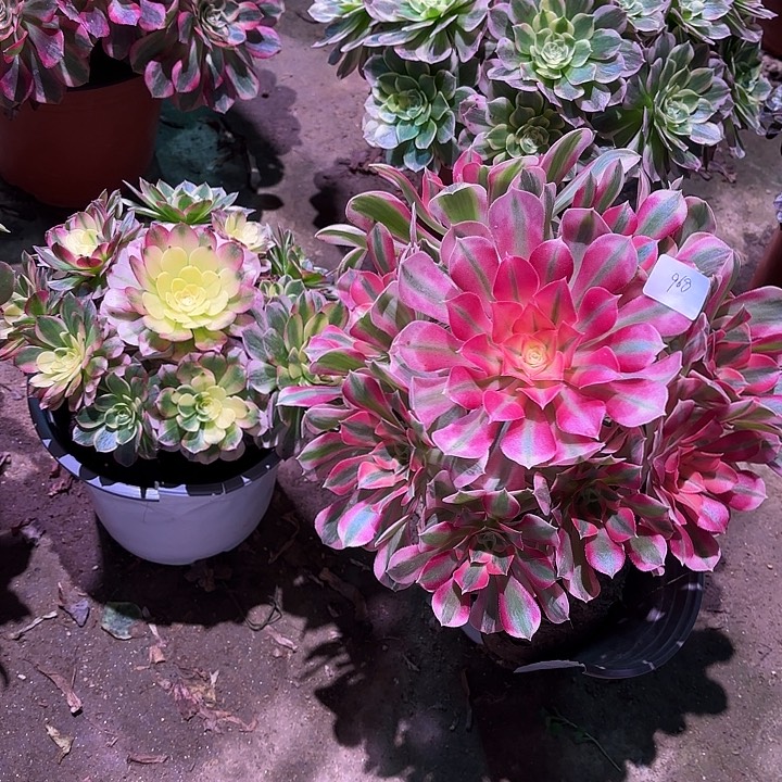 多肉植物海鲜➕女巫00968