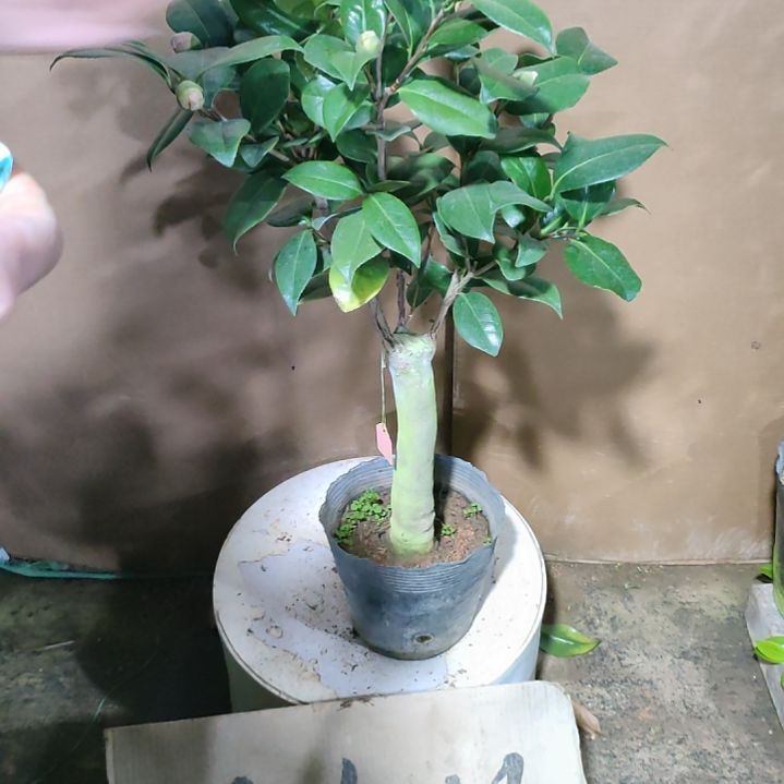 910志愿者，原盆原土，不包邮