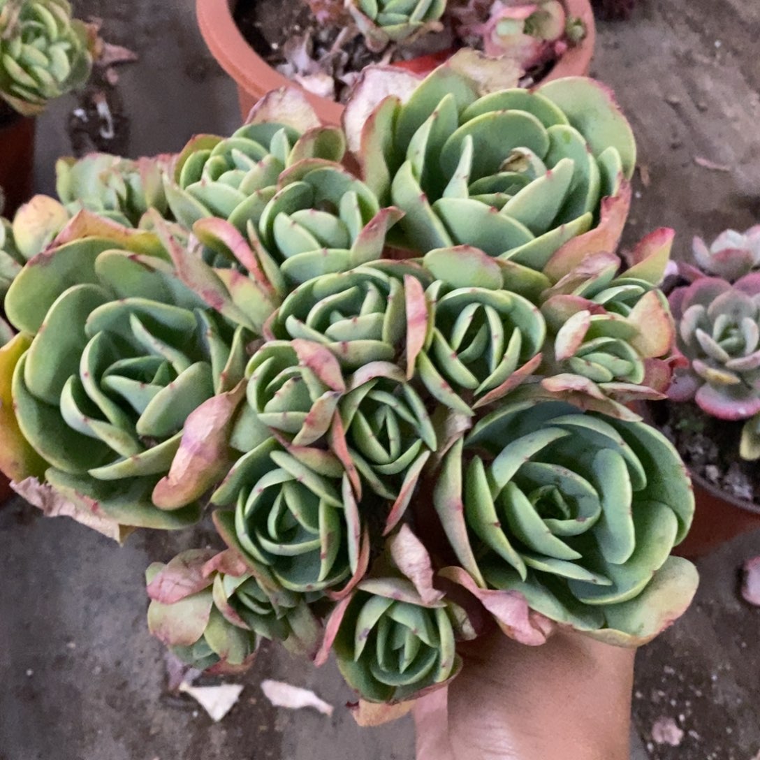 鸡蛋碧桃多头群生老桩